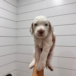 Benedict - Parti male Goldendoodle puppy in Rio Linda, California from GoldendoodlePaw