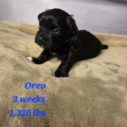 Oreo - Black and white male Havanese puppy in Trinity, Alabama from Tooties Cuties Havanese