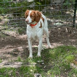 Brittany All Grown Up from Winding Branch Kennel