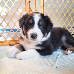 Australian Shepherd Puppies from RussKris Farms Aussies