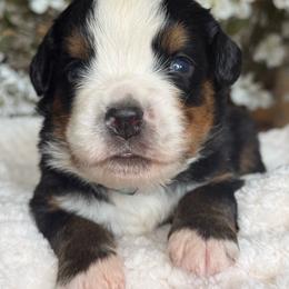 Duke - dark blue collar - Tri-color male Bernese Mountain Dog puppy in Yuciapa, California from AlltheDoodlez_