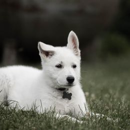 Berger Blanc Suisse Puppies from Fireside Fernweh Kennels