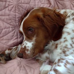 Peaches - Brittany
