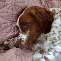 Peaches - Brittany