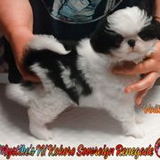 Japanese Chin Puppies from Mystike Japanese Chin