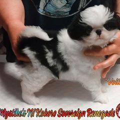 Japanese Chin Puppies from Mystike Japanese Chin