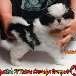 Japanese Chin Puppies from Mystike Japanese Chin