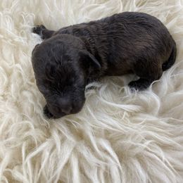 Tiny Chocolate female toy poodle - Brown female Poodle puppy in Niota, Tennessee from Furbaby Blessing AKC Toy Poodles