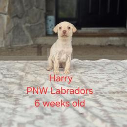 Harry - Yellow male Labrador Retriever puppy in Rogue River, Oregon from PNW Labradors