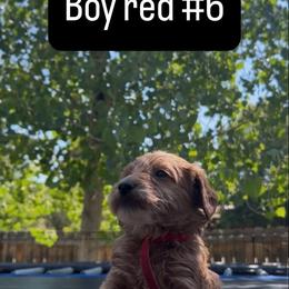 Bill - Red  male Goldendoodle puppy in Golden, Colorado from Golden Mesa Doodles