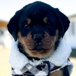 Rottweilers from Von Ratermann Rottweilers