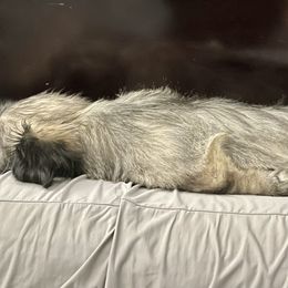 Skye Terrier Puppies from Solana Skye Terriers, Reg.