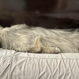 Skye Terrier Puppies from Solana Skye Terriers, Reg.