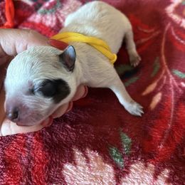 Yellow boy - Blue male Australian Cattle Dog puppy in Chelsea, Oklahoma from CT Mini Heelers