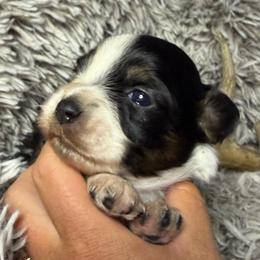 Black tri - Black tri female Miniature Australian Shepherd puppy in Helmville, Montana from CKO Country Road Aussies