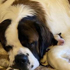 Newfoundland, Poodle, Saint Berdoodle, and Saint Bernard Puppies from Mammoth Doodles