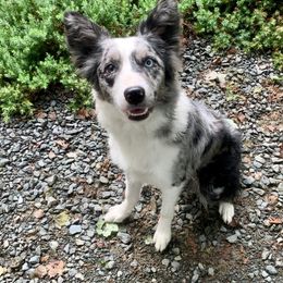 Proven - Border Collie