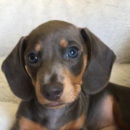 Dachshund Puppies from Bridge Creek Dachshunds