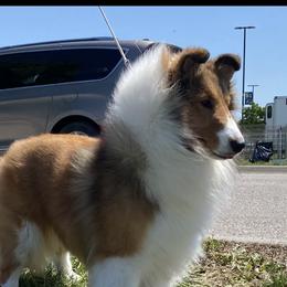 Taffy - Shetland Sheepdog