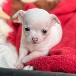 White female - White female Chihuahua puppy in Summerfield, Florida from Uey’s Chihuahuas