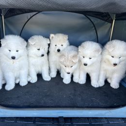 Samoyed puppies from Pure North Samoyeds