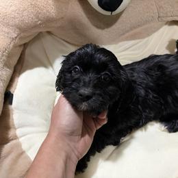 Boy 3 - Black male Shih Tzu puppy in Bourne, Massachusetts from Shih Tzu Pups
