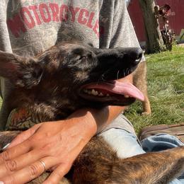 Delta - Dutch Shepherd