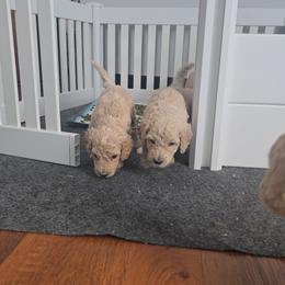 Sheepadoodle Puppies from Regalpups