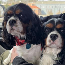 Trixie - Cavalier King Charles Spaniel