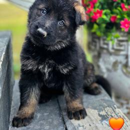 Orange Boy - Eros - Sable male German Shepherd puppy in Purdon, Texas from TEXAS DDR GSD