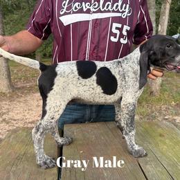 Bluetick Coonhound Puppies from RE Hounds