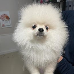 Pomeranian Puppies from POMERLAND exotic Pomeranians of Orlando