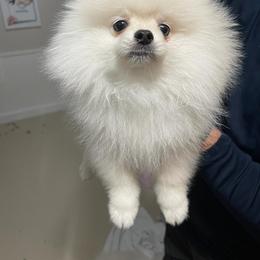 Pomeranian Puppies from POMERLAND exotic Pomeranians of Orlando