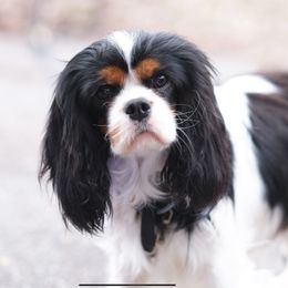 Stella - Cavalier King Charles Spaniel