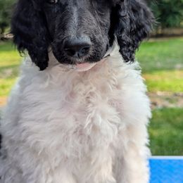 Poodle Puppies from Van Der Poodles