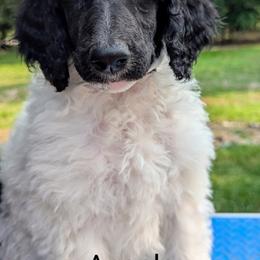 Poodle Puppies from Van Der Poodles
