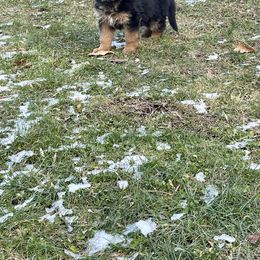 German Shepherd Puppies from MK German Shepherds LLC