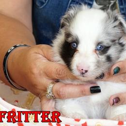 Fritter - Bi Blue Boy - Blue merle male Toy Shetland Sheepdog puppy in Frazeysburg, Ohio from Mountain High Kennels