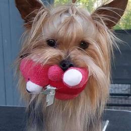 Teddy - Yorkshire Terrier