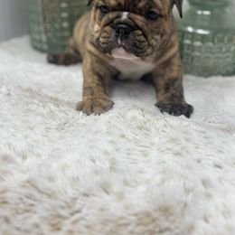 Snickers (BOY) - Fawn brindle and white male Bulldog puppy in Wagoner, Oklahoma from Bre's Bulldogs