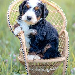 Scottie - female Australian Mountain Doodle puppy in Crete, Nebraska from Doodles & Co