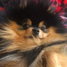 Pomeranian Puppies from Pardi Poms