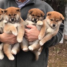 Shiba Inu Puppies from Kokuryuu Shibas