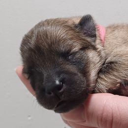 Zara, Pink Collar - Fawn female Eurasier puppy in Lakewood, Ohio from Exquisite Eurasier