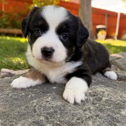 Puppy 5 - female Miniature Australian Shepherd puppy in Colorado Springs, Colorado from Fuzy Butts Mini & Toy Aussies