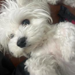Abby - White female Maltese puppy in Hollis Center, Maine from Noble German Shepherds of Maine