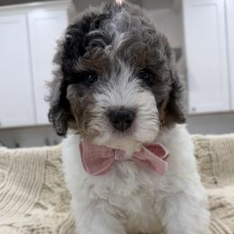 Charlotte - Merle female Bernedoodle puppy in Herriman, Utah from Rose canyon doodles