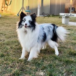 Sensational Madye - Blue merle and white female Shetland Sheepdog puppy in Lindon, Utah from Sensational Shelties