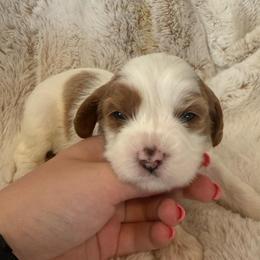 Girl 2 Nova - Blenheim female Cavapoo puppy in Bountiful, Utah from PJs Puppy Love