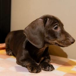 Holly - Chocolate female Dachshund puppy in Maynardville, Tennessee from Grecian Kennel